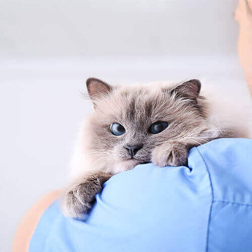 Veterinarian Paid Ads Strategies